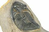 Zlichovaspis Trilobite With Crotalocephalina - Atchana, Morocco #363239-11